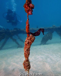 Stallion in a friendly dive during a first dive of a Open... by Carlos Pérez 